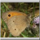 Maniola jurtina - Grosses Ochsenauge 23.jpg